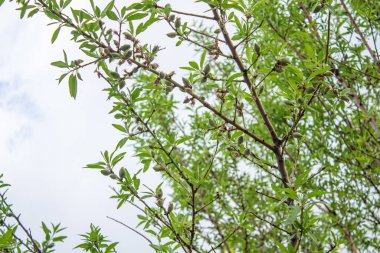 Ağaç dallarında olgunlaşmamış bademler asılı. Yeşil bademlerin alt görünümü.