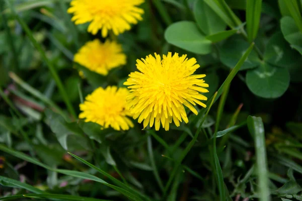 Dandelion Flower Green Nature Background Closeup Photo Yellow Dandelion — Stockfoto