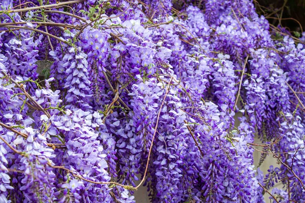 Wisteria sinensis. Closeup photo of Japanese Wisteria flowers. Blossom background. Purple flowers in the garden.