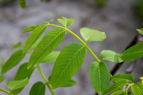 Walnut Tree Leaves Top View Photo — Stockfoto