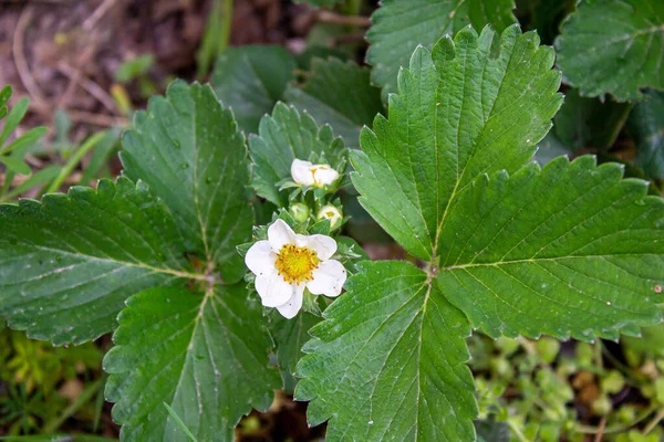 Strawberry Plant Leaves Flowers Garden Top View — Zdjęcie stockowe