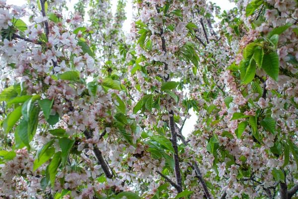Cherry Flowers Branches Spring Flowers Background Photo Cherry Blossom — Fotografia de Stock