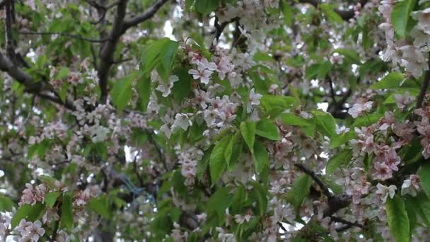 Cherry Trees Orchard Cherry Flowers Tree Branches — Vídeo de Stock
