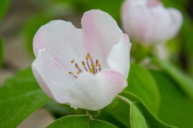 Ayva dalları ve çiçekler. Meyve bahçesindeki ayva ağacı. Tarım arka plan fotoğrafı.