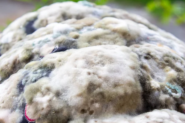Closeup Photo White Mold Mildew Covered Surface — Stock Photo, Image