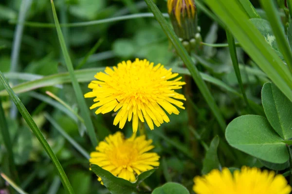 Dandelion Flower Green Nature Background Closeup Photo Yellow Dandelion — Stockfoto