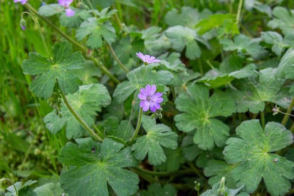 Pembe turna gagası. Vinç gagalı çiçeğin yakın plan fotoğrafı. Doğa arkaplanı.