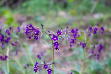 Doğada mor çapa çiçeği. Yabani çiçekler.