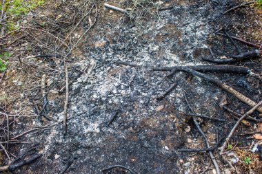 Yanmış ağaç kalıntıları. Sönmüş orman yangını. Doğal afet kavramı.