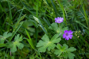 Pembe turna gagası. Vinç gagalı çiçeğin yakın plan fotoğrafı. Güzel çiçek arkaplan fotoğrafı.