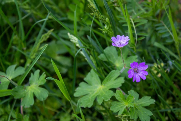 Pink cranesbill in the nature. Closeup photo of cranesbill flower. Beautiful flowers background photo.
