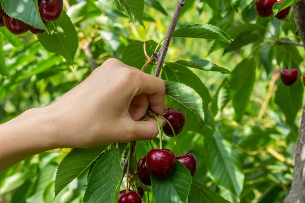 Woman Picking Cherry Growing Fruits Orchard Cherry Fruits Hanging Tree — Photo