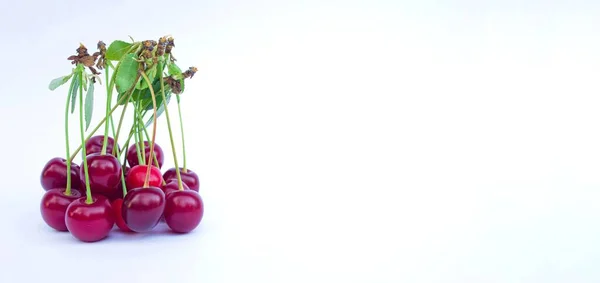 Sour Cherry Fruits Isolated White Background Space Text — Stok fotoğraf