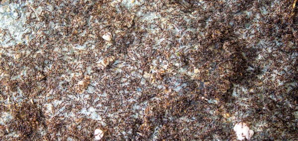 Large Swarm Ants Lots Ants Looking Food Teamwork Concept — стоковое фото