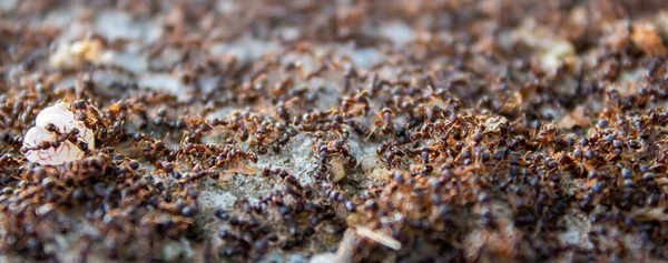 Large Swarm Ants Lots Ants Looking Food Teamwork Concept — Stock Photo, Image