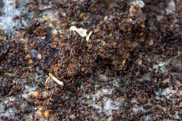 Large Swarm Ants Lots Ants Looking Food Teamwork Concept — Stok fotoğraf