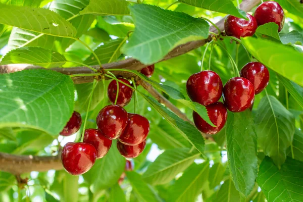 Cherry Fruits Tree Branches Closeup Photo Tasty Ripe Cherries Agriculture — 图库照片