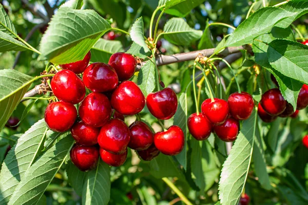 Cherry Fruits Tree Branches Closeup Photo Tasty Ripe Cherries Agriculture — Stock Photo, Image