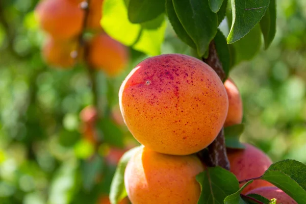 Apricots Hanging Tree Branches Agriculture Harvesting Concept — Fotografia de Stock