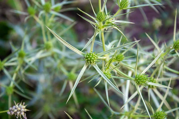Eryngos Plant Photo Closeup Prickly Plant Botanical Name Eryngium Campestre — Fotografia de Stock