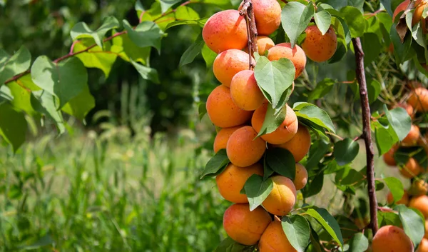Apricots Hanging Tree Branches Agriculture Harvesting Concept — Fotografia de Stock