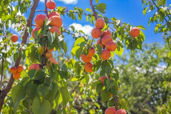 Apricots Hanging Tree Branches Agriculture Harvesting Concept Apricot Fruits Orchard — Fotografia de Stock