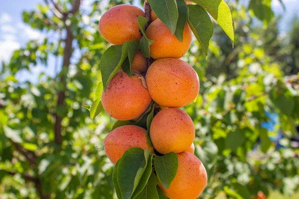Apricots Hanging Tree Branches Agriculture Harvesting Concept Apricot Fruits Orchard — Fotografia de Stock