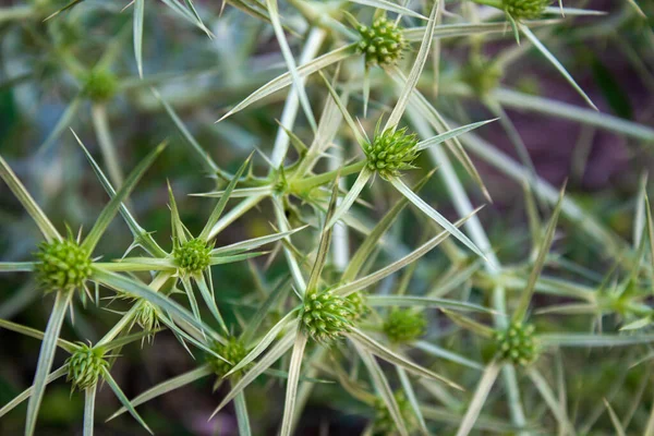 Eryngos Plant Photo Closeup Prickly Plant Botanical Name Eryngium Campestre — Fotografia de Stock