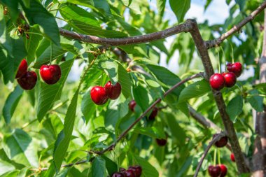 Ağaç dallarında kiraz meyveleri. Lezzetli olgun kirazların yakın plan fotoğrafı. Tarım ve hasat kavramı. Yaz meyveleri.