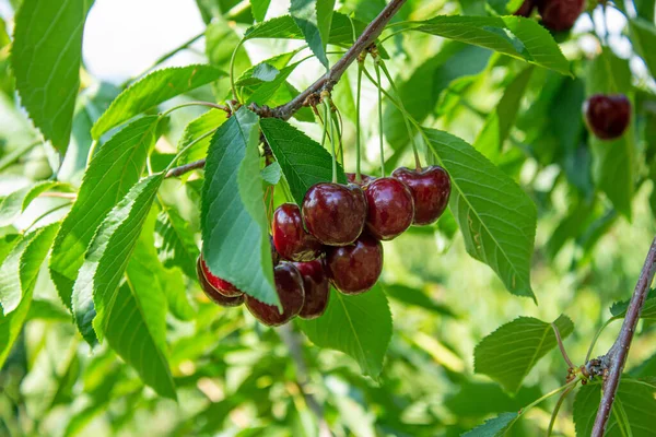 Cherry Fruits Tree Branches Closeup Photo Tasty Ripe Cherries Agriculture — 图库照片