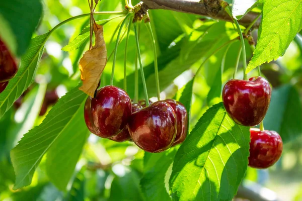 Cherry Fruits Tree Branches Closeup Photo Tasty Ripe Cherries Agriculture — Stock Photo, Image