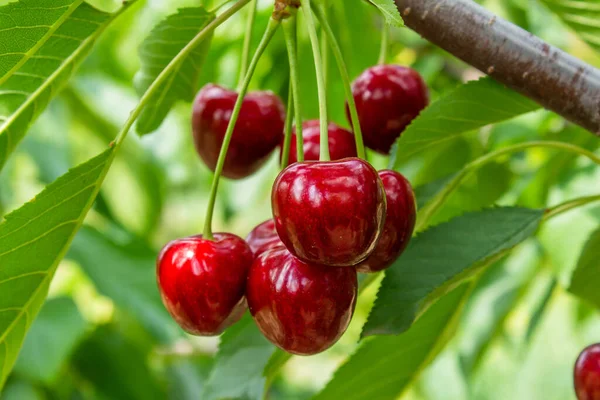 Cherry Fruits Tree Branches Closeup Photo Tasty Ripe Cherries Agriculture — Stock Photo, Image