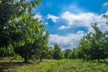 Kiraz ağaçları. Tarım arka plan fotoğrafı.