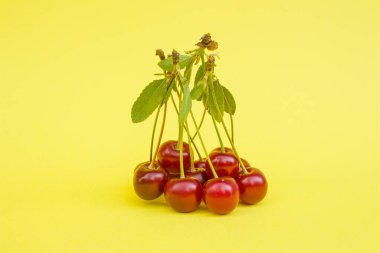 Sarı arka planda izole edilmiş ekşi kiraz meyveleri.