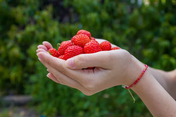 Handful Strawberry Farmer Woman Hand Holding Ripe Strawberries Agriculture Cultivation — Stock Photo, Image