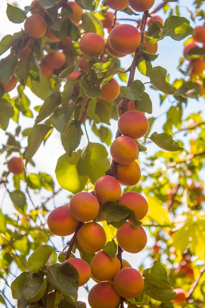 Apricots Agriculture Harvesting Concept Apricot Fruits Orchard — Fotografia de Stock