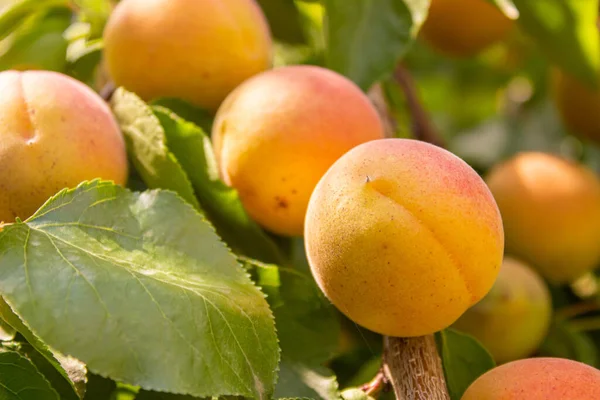 Apricots Agriculture Harvesting Concept Apricot Fruits Orchard — Fotografia de Stock