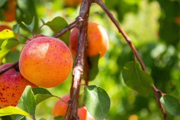 Apricots Agriculture Harvesting Concept Apricot Fruits Orchard — Fotografia de Stock