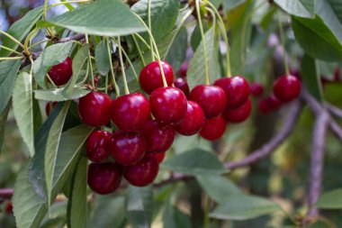 Sour cherries  hanging on tree branch. Agriculture and cultivation concept.