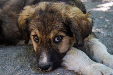 Portrait of brown cute dog.