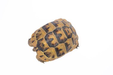 Top view of tortoise or turtle isolated on white background.