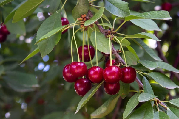 Sour Cherries Hanging Tree Branch Agriculture Harvesting Concept — Stock Photo, Image