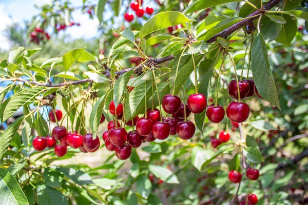 Sour Cherries Hanging Tree Branch Agriculture Harvesting Concept — Foto Stock