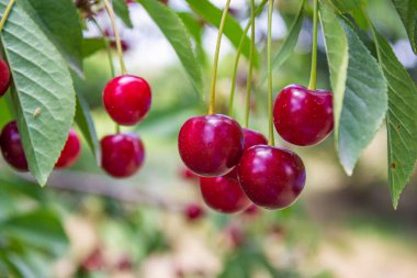 Sour cherry. Agriculture and harvesting concept.