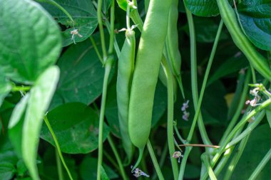 Growing vegetables. Green bean in a garden.