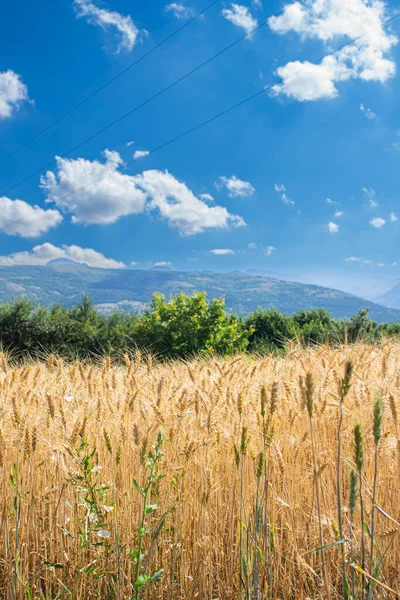 Wheat Field Cloudy Blue Sky Agriculture Harvesting Concept — стоковое фото