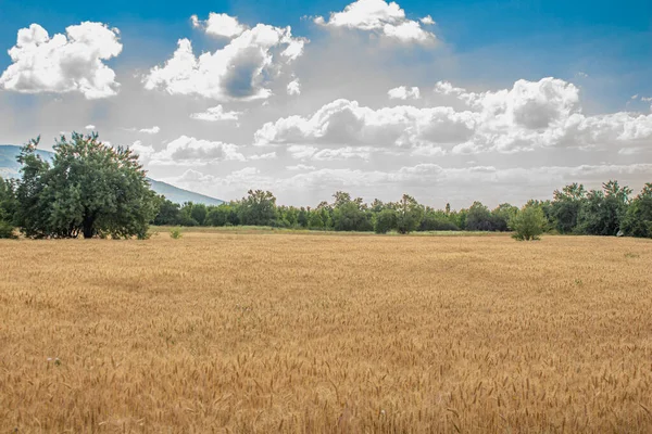 Wheat Field Cloudy Blue Sky Agriculture Harvesting Concept — стоковое фото