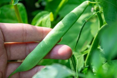 Sebze yetiştiriyorum. Bahçedeki yeşil fasulye. El ele tutuşmalar..