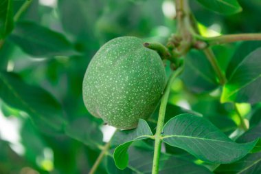 Olgun ceviz ağacı dalı.