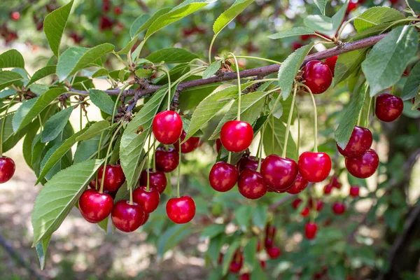 Sour Cherry Tree Agriculture Harvesting Concept — Stock Photo, Image